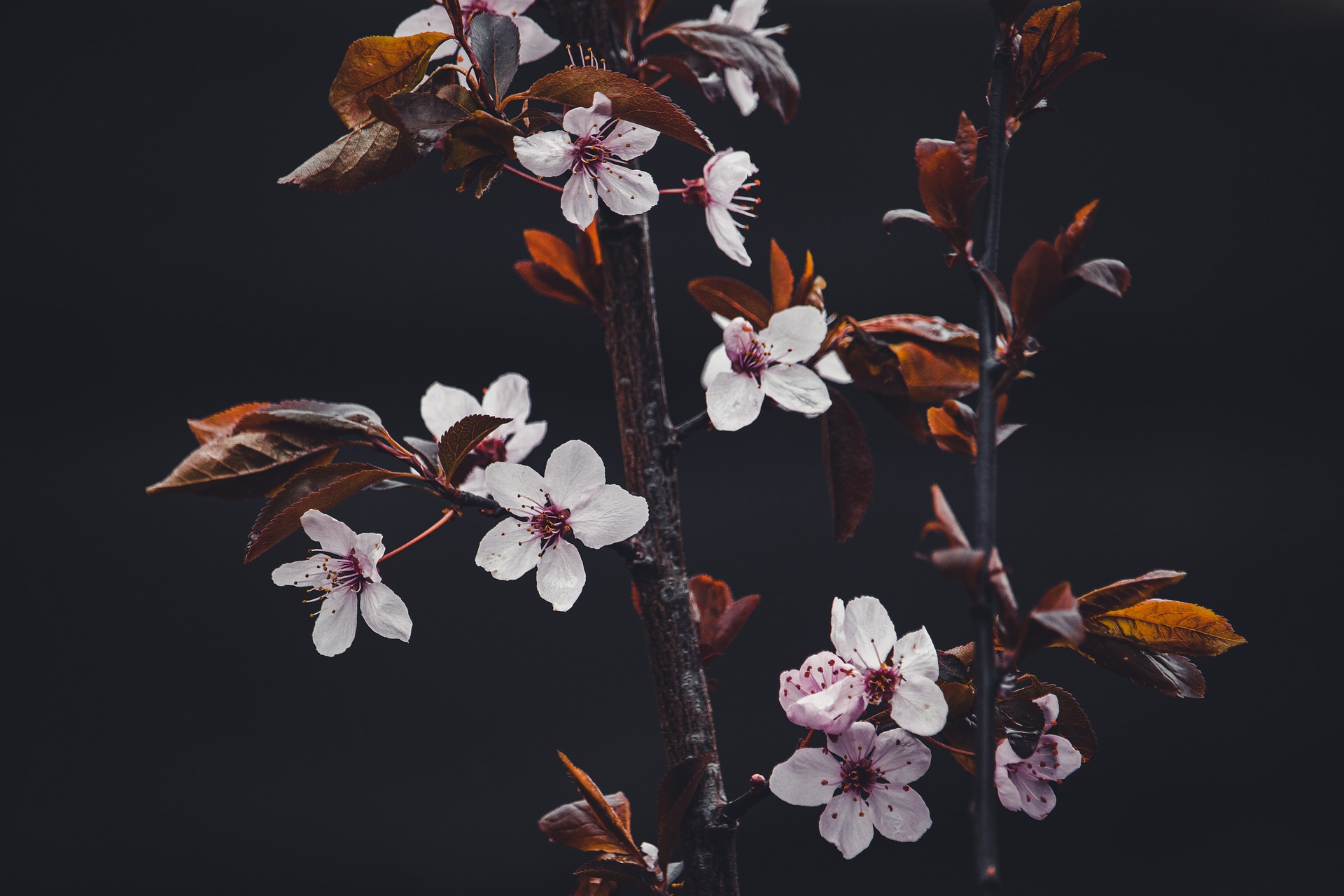 Image by Szabolcs Molnar from Pixabay